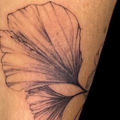 Gros plan de l'ombre en points du ginkgo